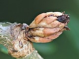 Andricus foecundatrix (Hartig, 1840) ff